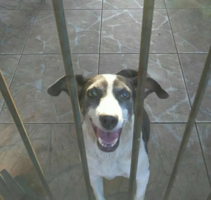 Cachorro raça vira lata idade 3 anos nome nao tem