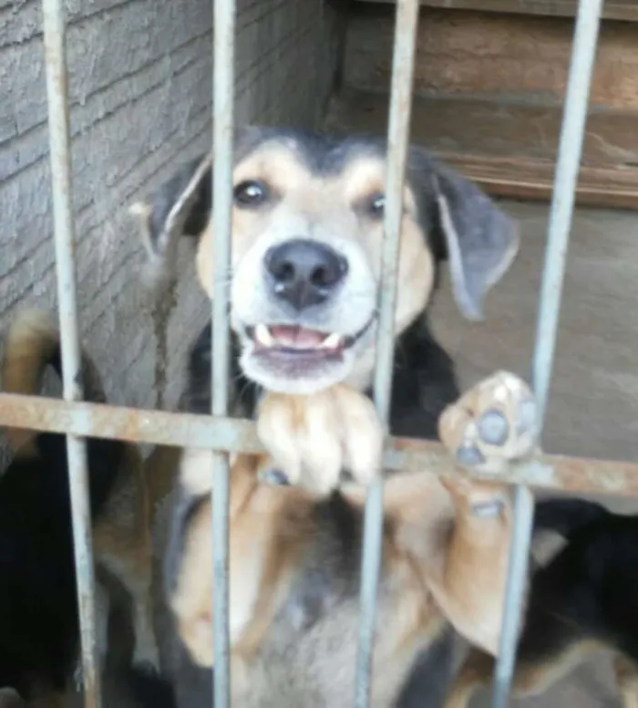 Cachorro raça vira lata idade 3 anos nome nao tem