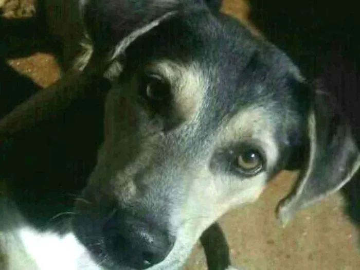 Cachorro raça vira lata idade 3 anos nome nao tem