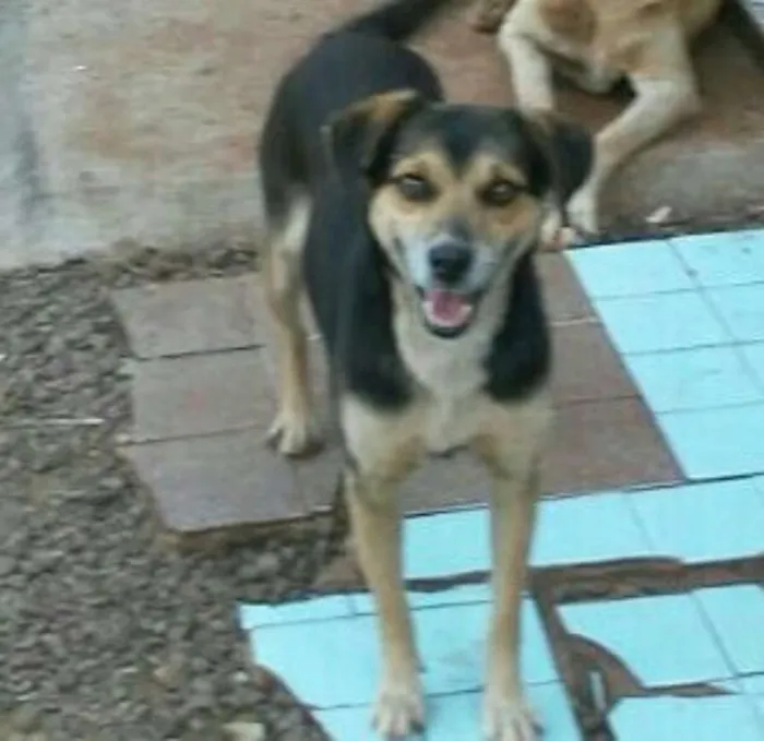 Cachorro raça vira lata idade 3 anos nome nao tem