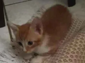 Gato raça SRD idade Abaixo de 2 meses nome Sem nome