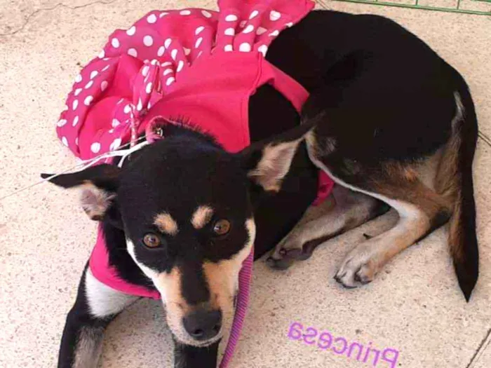 Cachorro ra a SDR idade 7 a 11 meses nome Princesa