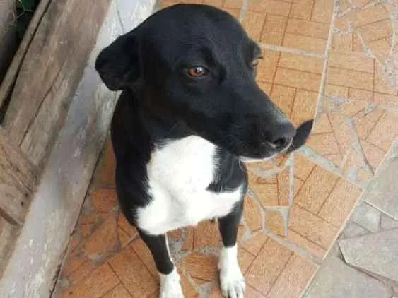 Cachorro ra a Vira lata idade 1 ano nome Neguinha