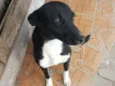 Neguinha