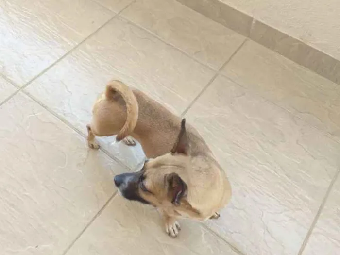 Cachorro raça Vira lata idade 6 ou mais anos nome Checheu