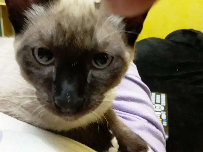 Gato ra a Vira lata idade 2 a 6 meses nome Mingau
