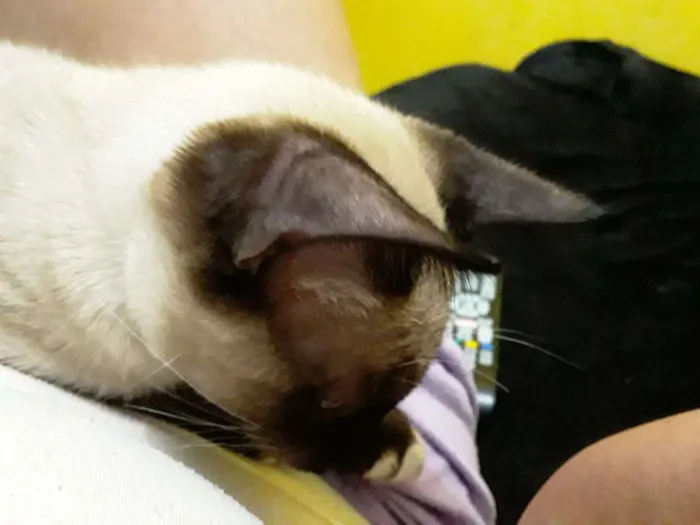 Gato ra a Vira lata idade 2 a 6 meses nome Mingau