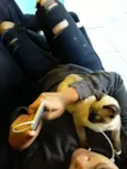 Mingau