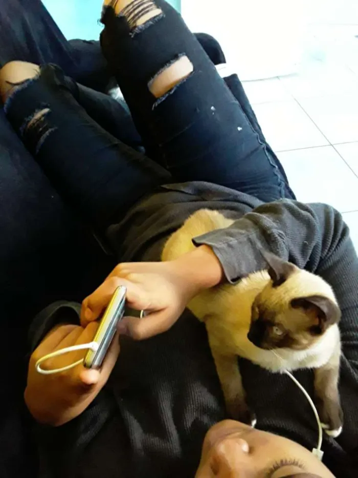 Gato ra a Vira lata idade 2 a 6 meses nome Mingau