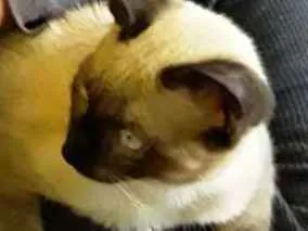 Gato ra a Vira lata idade 2 a 6 meses nome Mingau