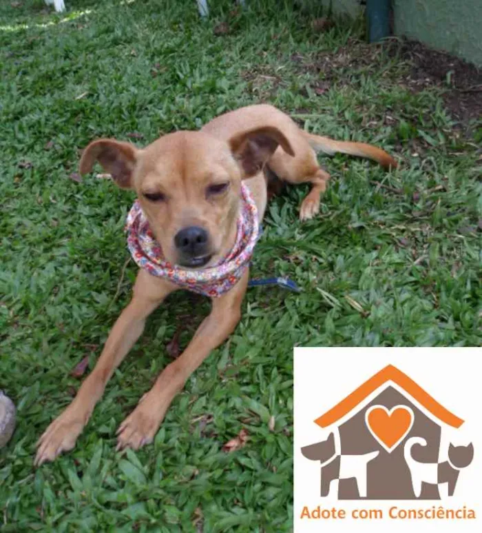 Cachorro ra a srd idade 1 ano nome Sininho