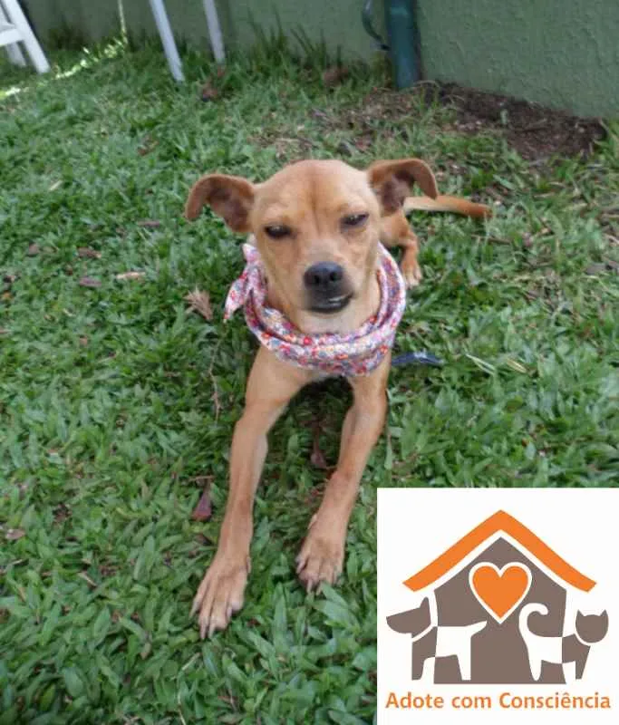 Cachorro ra a srd idade 1 ano nome Sininho