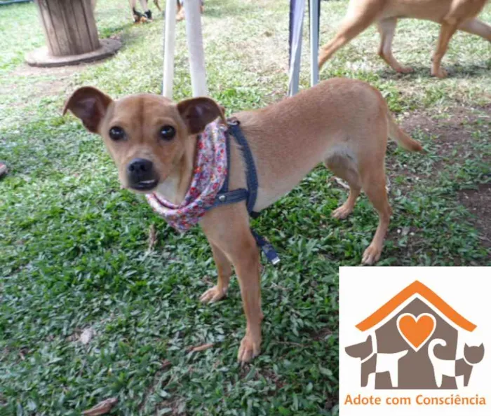 Cachorro ra a srd idade 1 ano nome Sininho