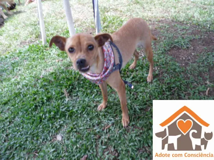 Cachorro ra a srd idade 1 ano nome Sininho