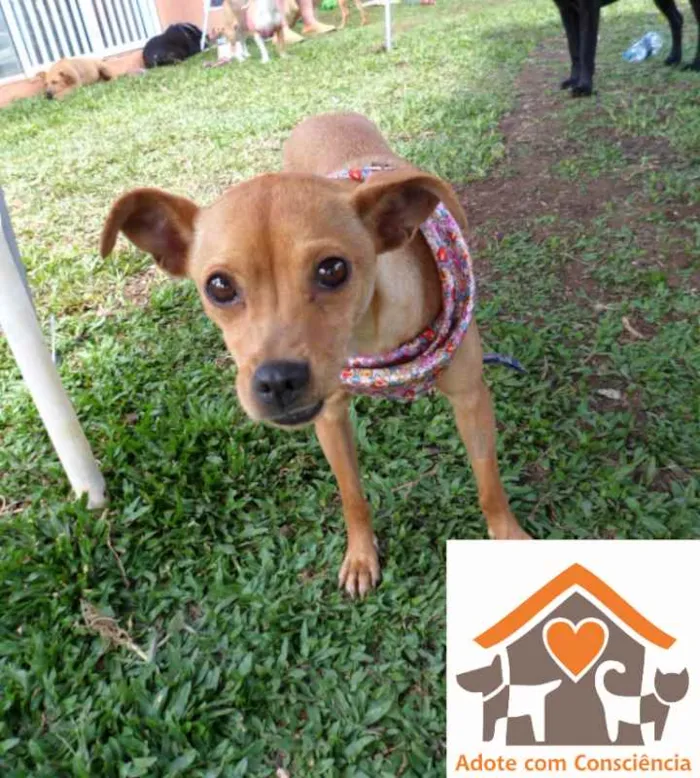 Cachorro ra a srd idade 1 ano nome Sininho