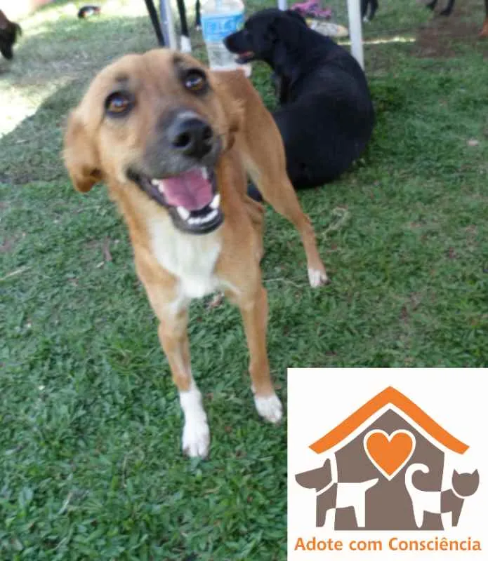Cachorro ra a SRD idade 2 anos nome Daisy