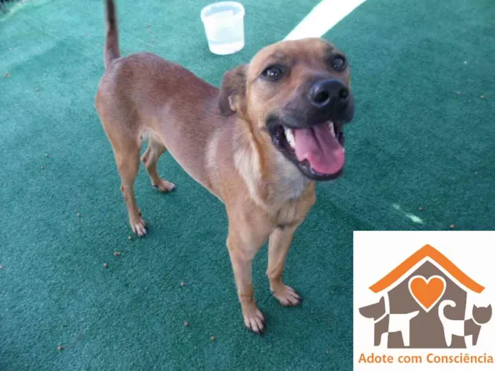 Cachorro ra a srd idade 1 ano nome Sukita