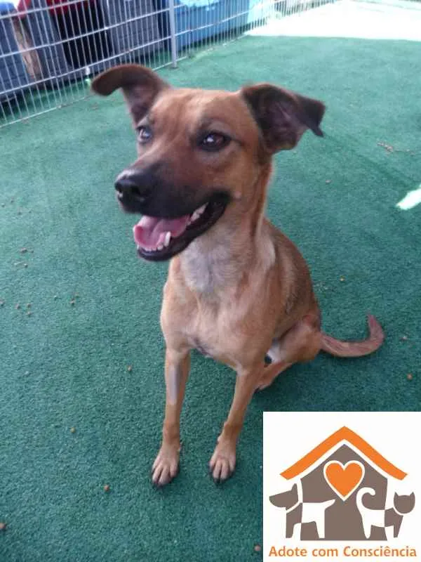 Cachorro ra a srd idade 1 ano nome Sukita