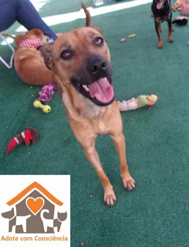 Cachorro ra a srd idade 1 ano nome Sukita