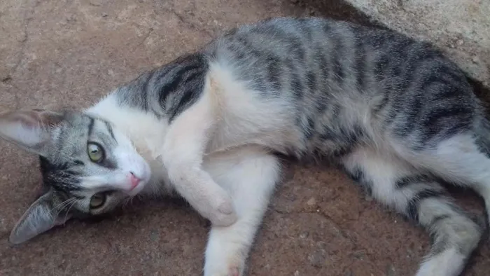 Gato ra a Indefinida idade 7 a 11 meses nome Hércules