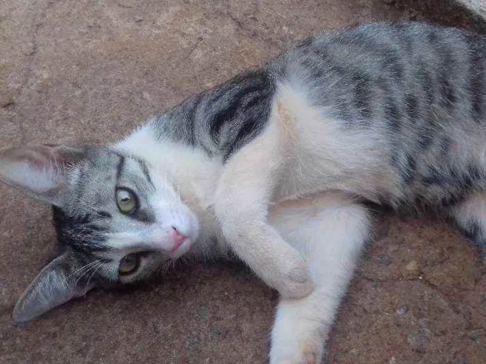 Gato ra a Indefinida idade 7 a 11 meses nome Hércules