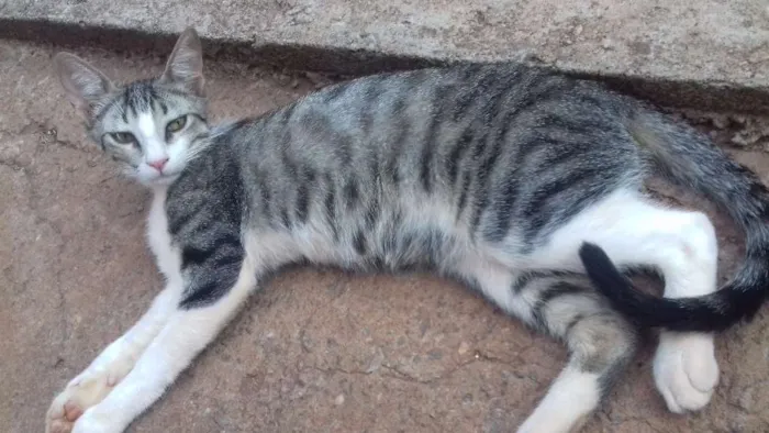 Gato ra a Indefinida idade 7 a 11 meses nome Hércules