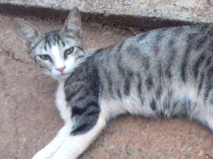Gato ra a Indefinida idade 7 a 11 meses nome Hércules