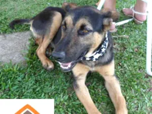 Cachorro raça srd idade 1 ano nome Simon
