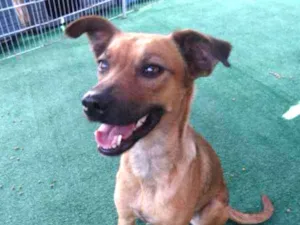Cachorro raça srd idade 1 ano nome Sukita