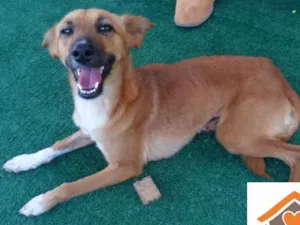 Cachorro raça SRD idade 2 anos nome Daisy