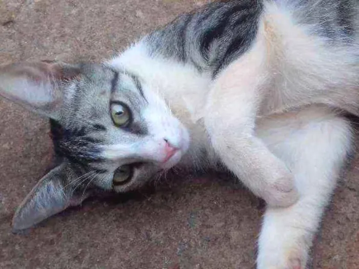 Gato ra a Indefinida idade 7 a 11 meses nome Hércules