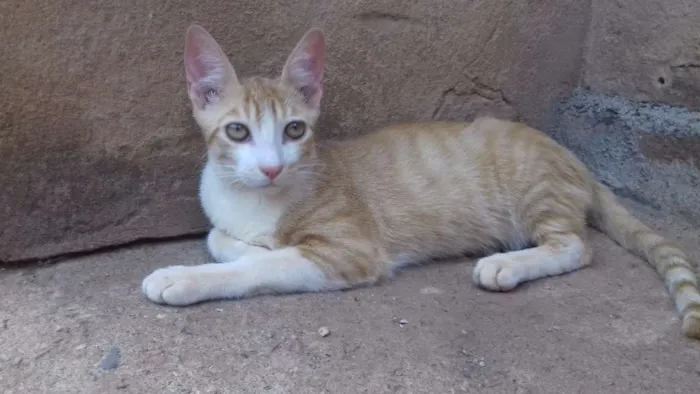 Gato ra a Indefinida idade 7 a 11 meses nome Dimitri
