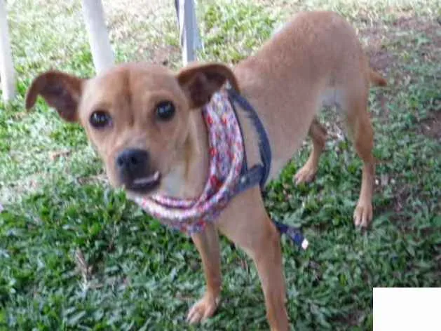 Cachorro ra a srd idade 1 ano nome Sininho