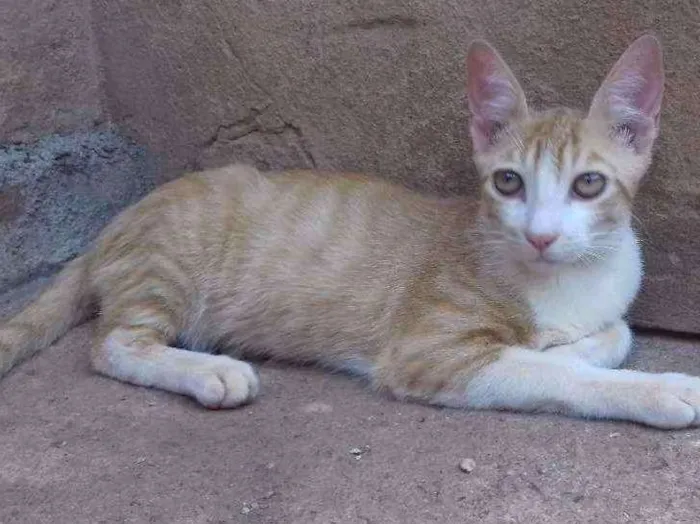 Gato ra a Indefinida idade 7 a 11 meses nome Dimitri