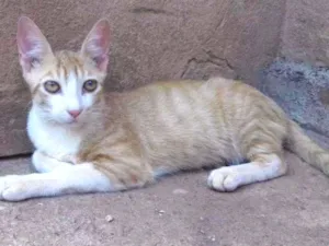 Gato raça Indefinida idade 7 a 11 meses nome Dimitri