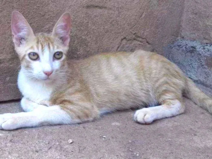 Gato ra a Indefinida idade 7 a 11 meses nome Dimitri