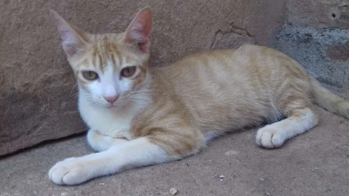 Gato ra a Indefinida idade 7 a 11 meses nome Dimitri