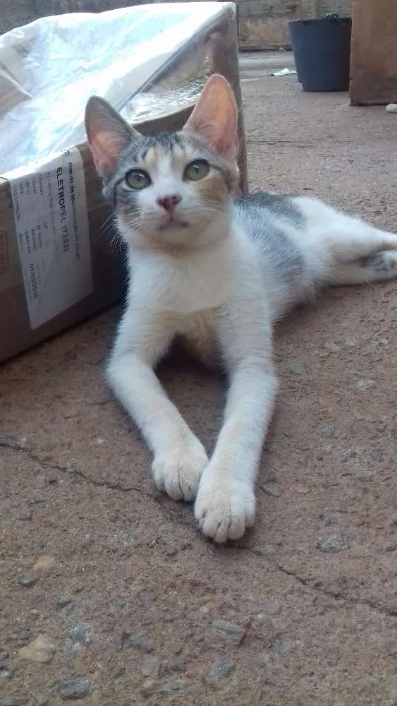 Gato ra a Indefinida idade 7 a 11 meses nome Ursula