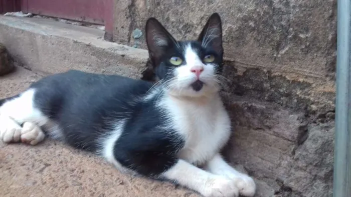 Gato ra a Indefinida idade 7 a 11 meses nome Queen