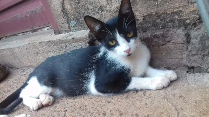 Gato ra a Indefinida idade 7 a 11 meses nome Queen
