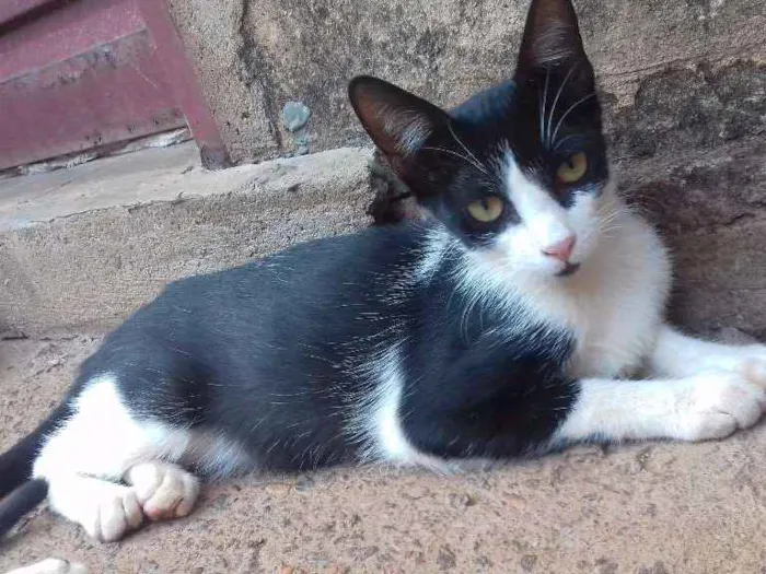 Gato ra a Indefinida idade 7 a 11 meses nome Queen