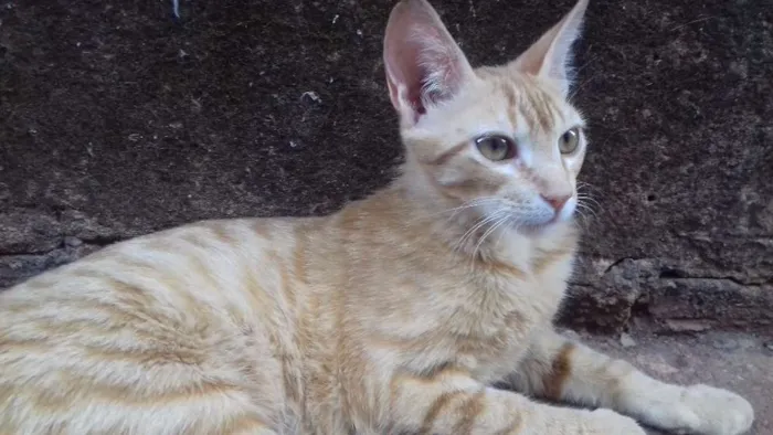 Gato ra a Indefinida idade 7 a 11 meses nome Donatello
