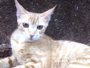 Gato raça Indefinida idade 7 a 11 meses nome Donatello