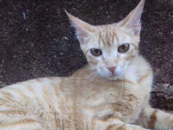 Gato ra a Indefinida idade 7 a 11 meses nome Donatello