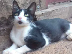 Gato raça Indefinida idade 7 a 11 meses nome Queen