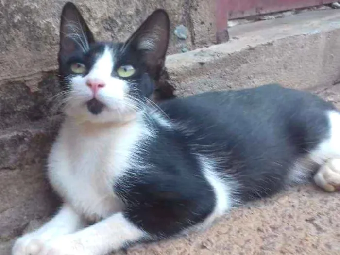 Gato ra a Indefinida idade 7 a 11 meses nome Queen