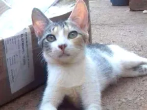Gato raça Indefinida idade 7 a 11 meses nome Ursula