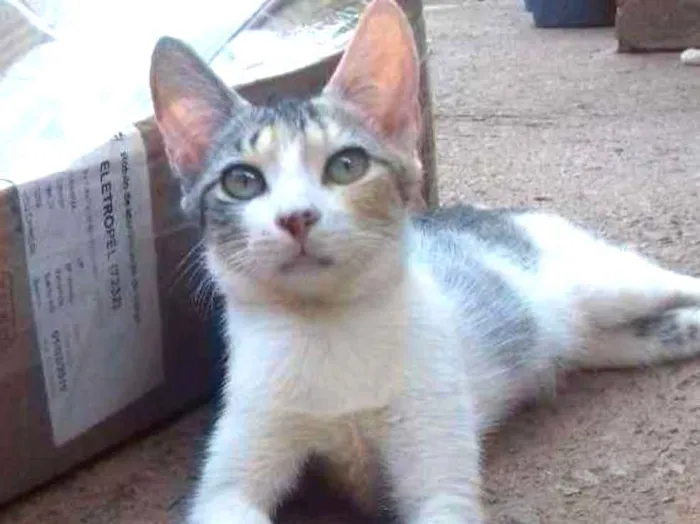 Gato ra a Indefinida idade 7 a 11 meses nome Ursula