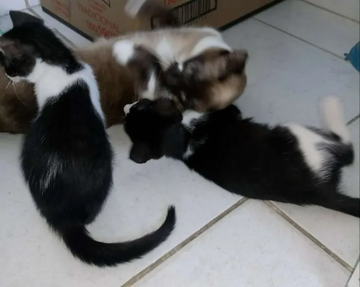 Gato ra a Vira lata idade Abaixo de 2 meses nome Filhotes