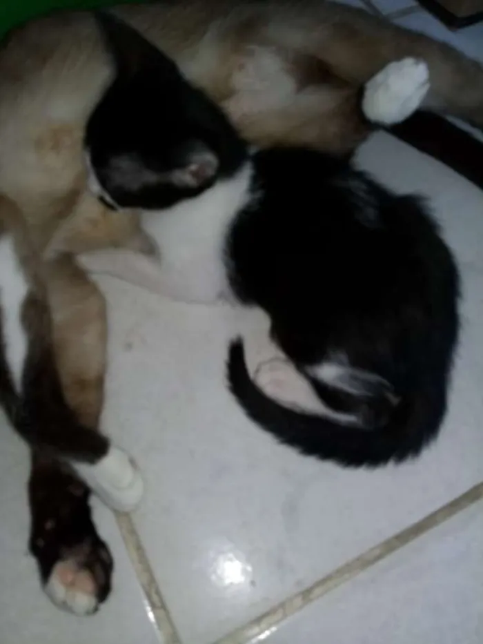 Gato ra a Vira lata idade Abaixo de 2 meses nome Filhotes